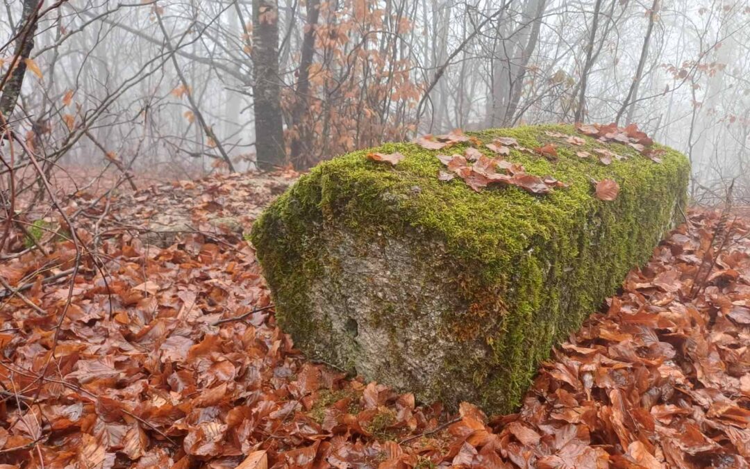 Beneath Leaves and Moss: The Undocumented Necropolis of Crvena Zemlja, Bučje, Novo Goražde