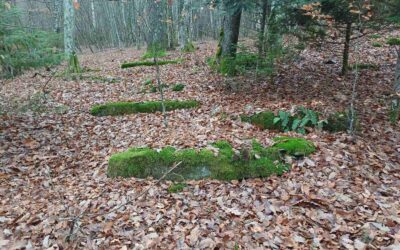 Čajniče: The Ploče Medieval Tombstone Necropolis in Batovo Left to Oblivion